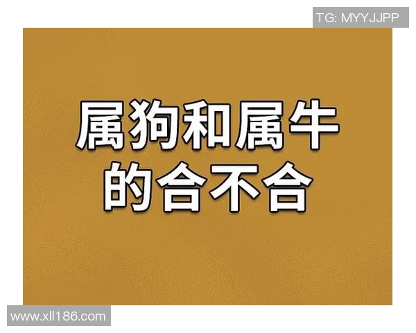 十二生肖与足球球星：探索12位代表性球员的生肖命运与职业生涯